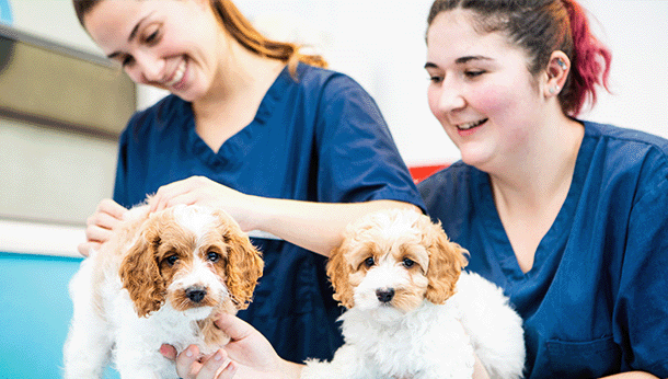 puppies nurses